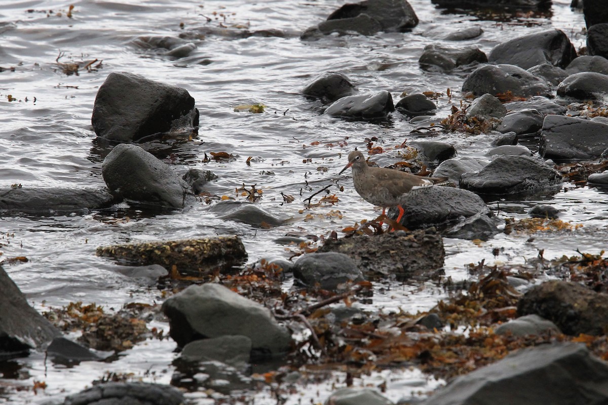 Common Redshank - ML644841949