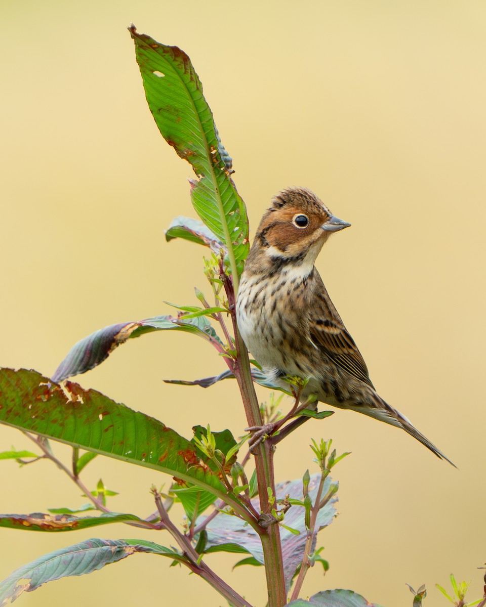 Little Bunting - ML644841954