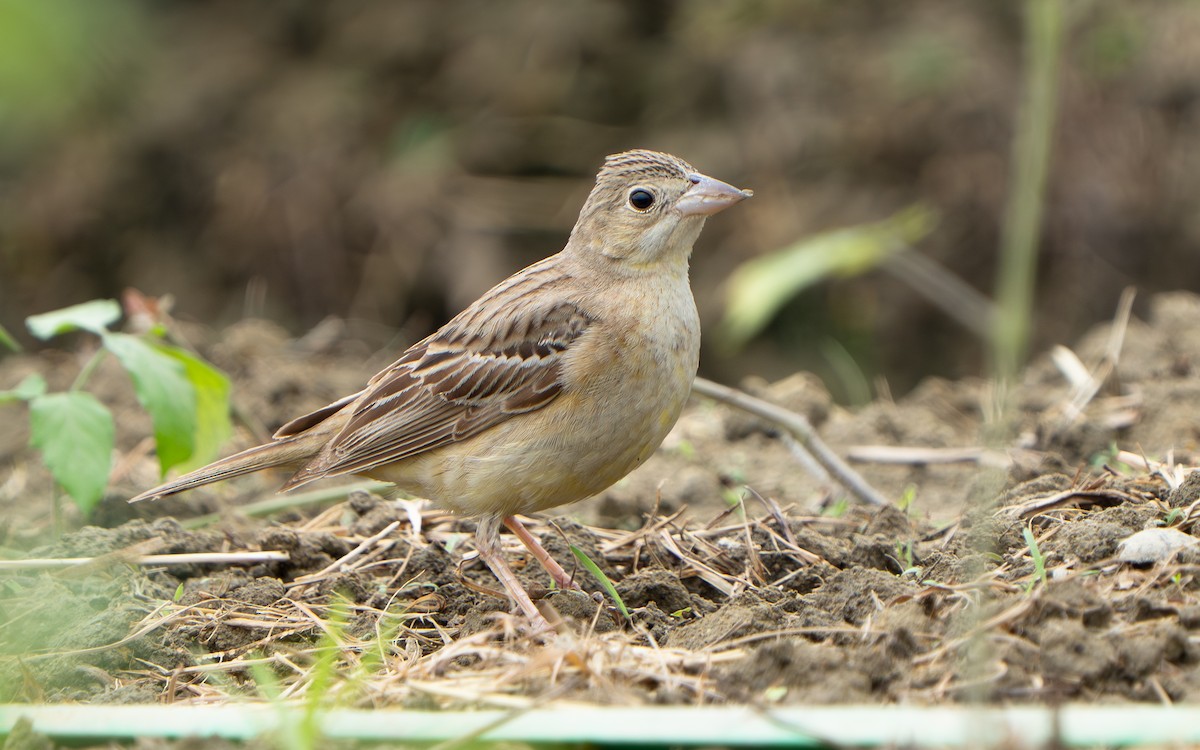 Black-headed Bunting - ML644841955