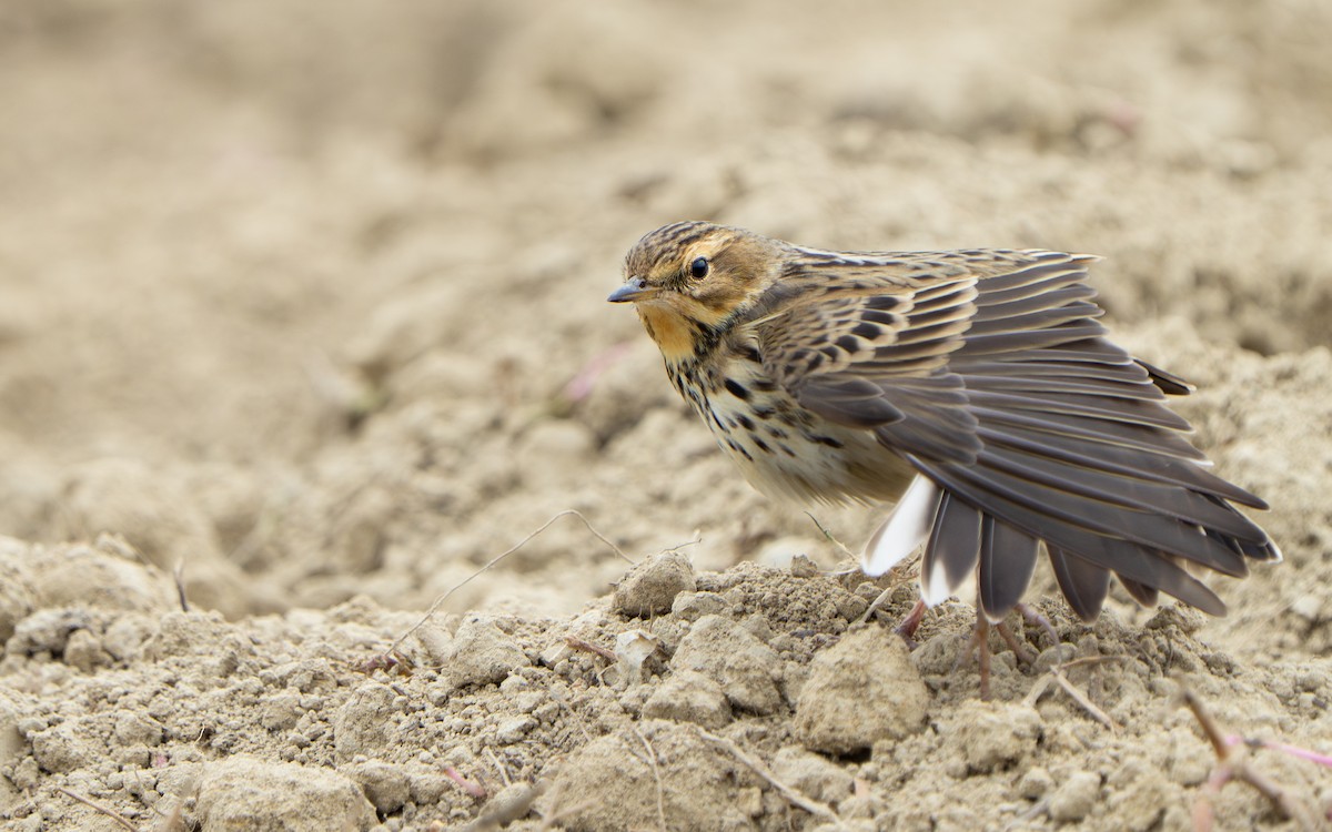 Red-throated Pipit - ML644841963