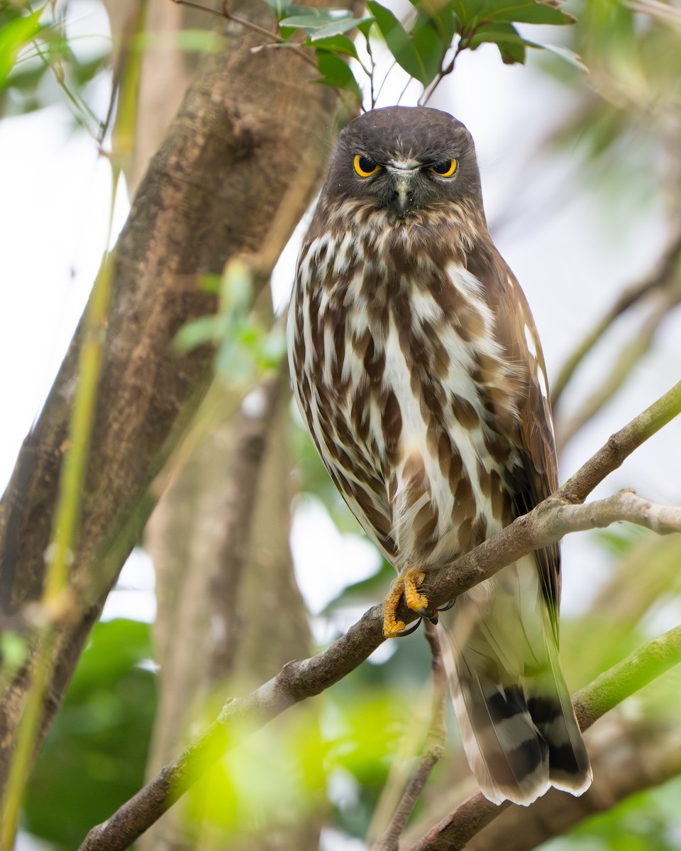 Northern Boobook - ML644841990