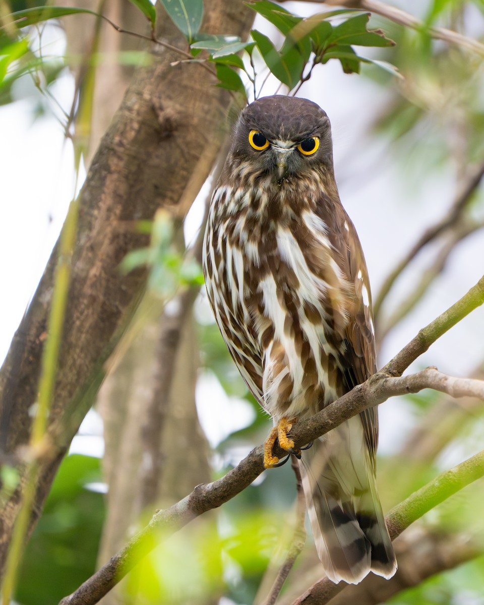 Northern Boobook - ML644841991