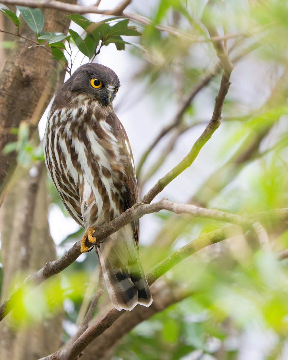 Northern Boobook - ML644841992