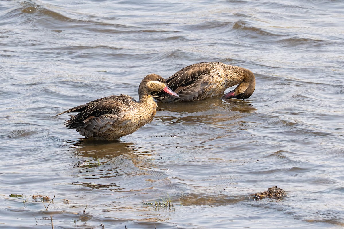 Ánade Piquirrojo - ML644842001