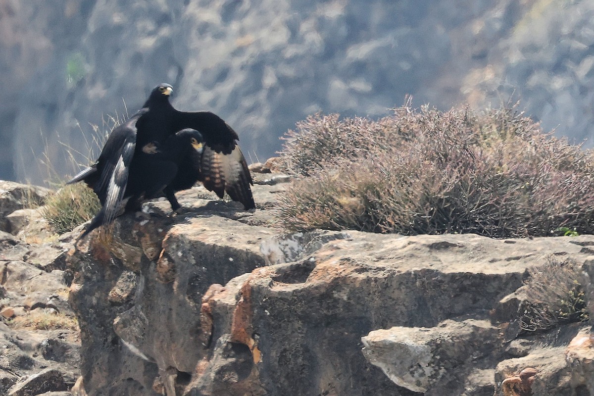 Verreaux's Eagle - ML644842026