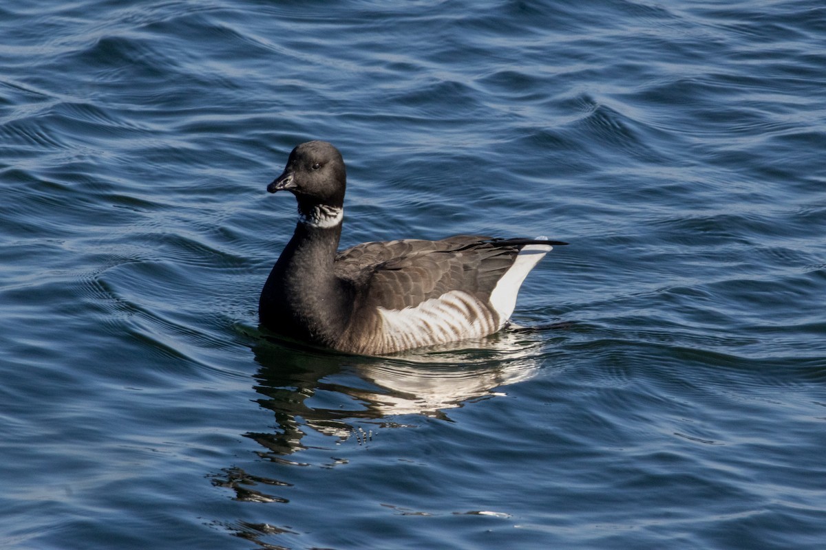 Brant - ML644842032