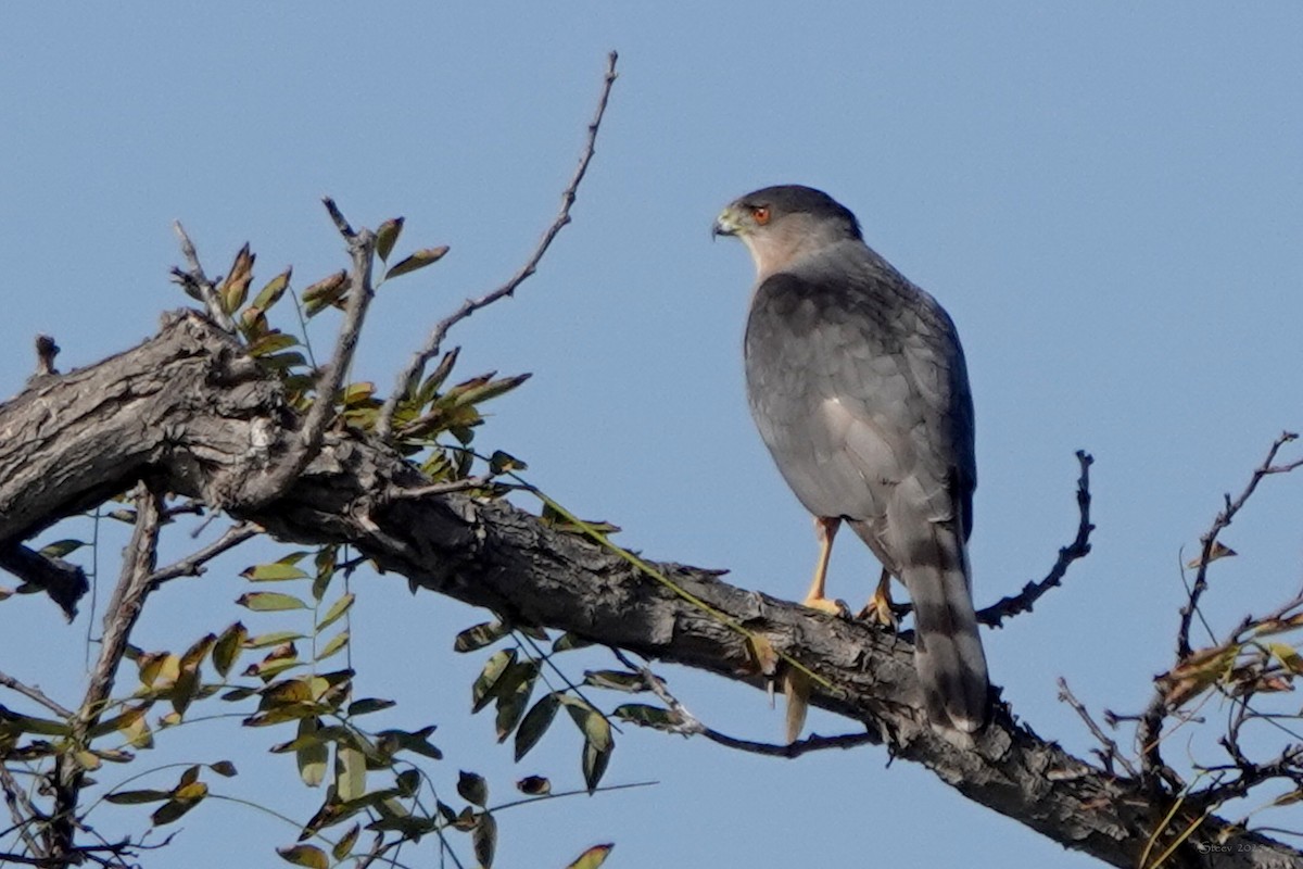 Cooper's Hawk - ML644842033