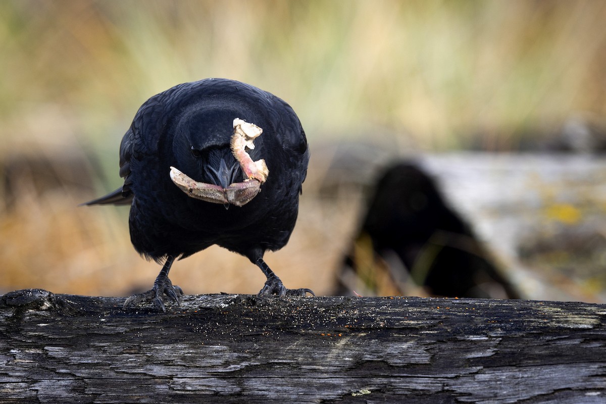 American Crow - ML644842034