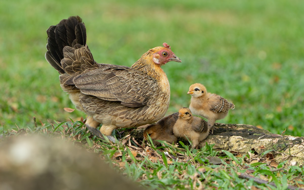 Red Junglefowl - ML644842035