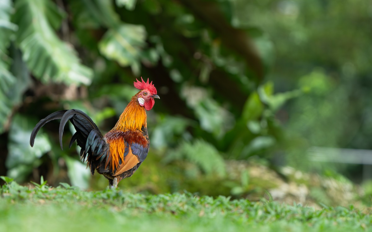Red Junglefowl - ML644842036