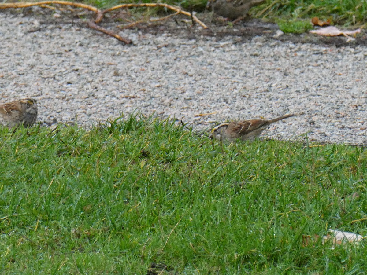 White-throated Sparrow - ML644842037