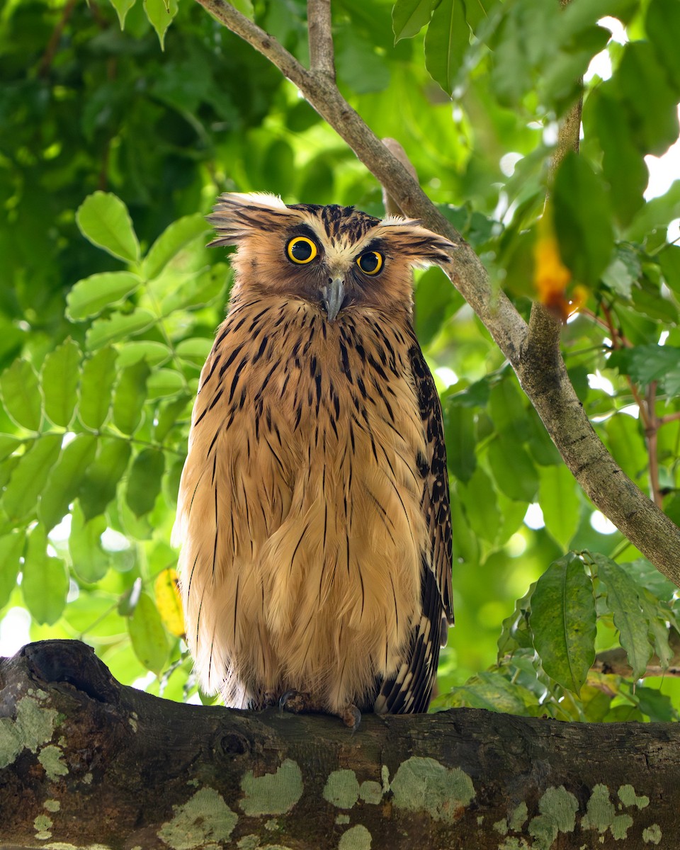 Buffy Fish-Owl - ML644842038