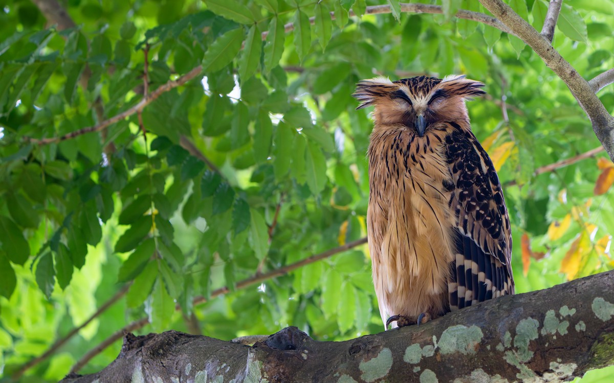 Buffy Fish-Owl - ML644842039