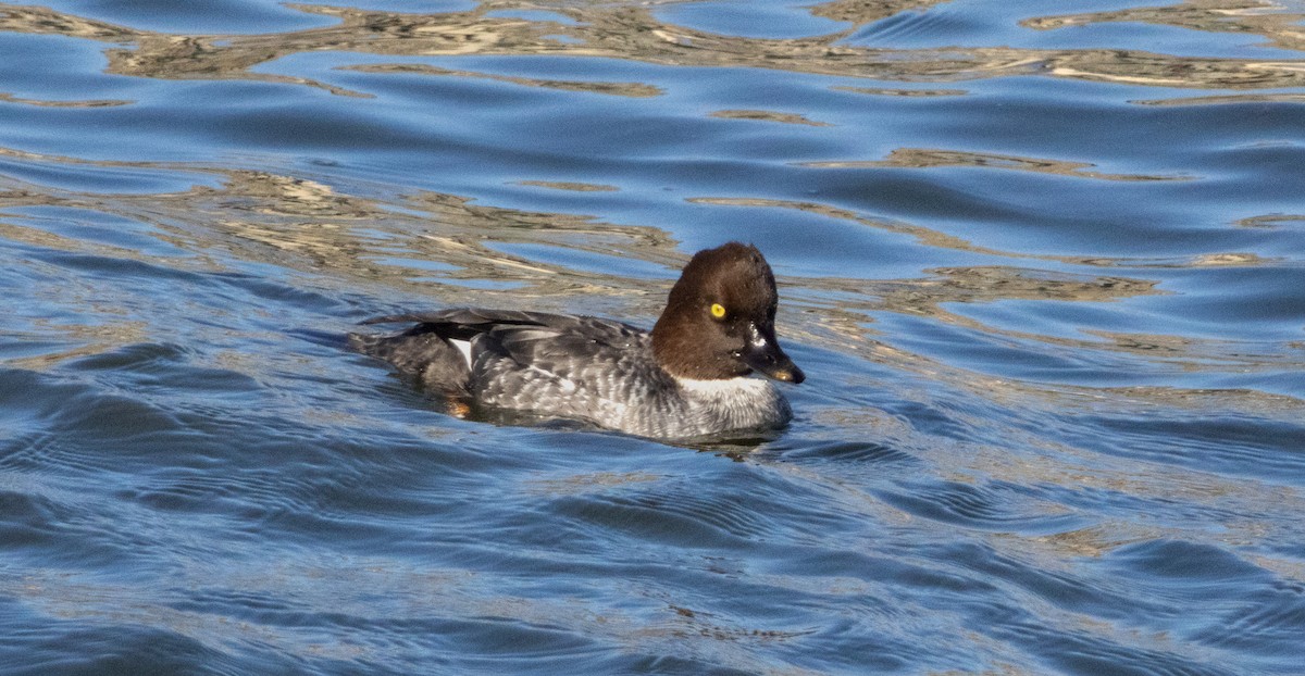Common Goldeneye - ML644842042