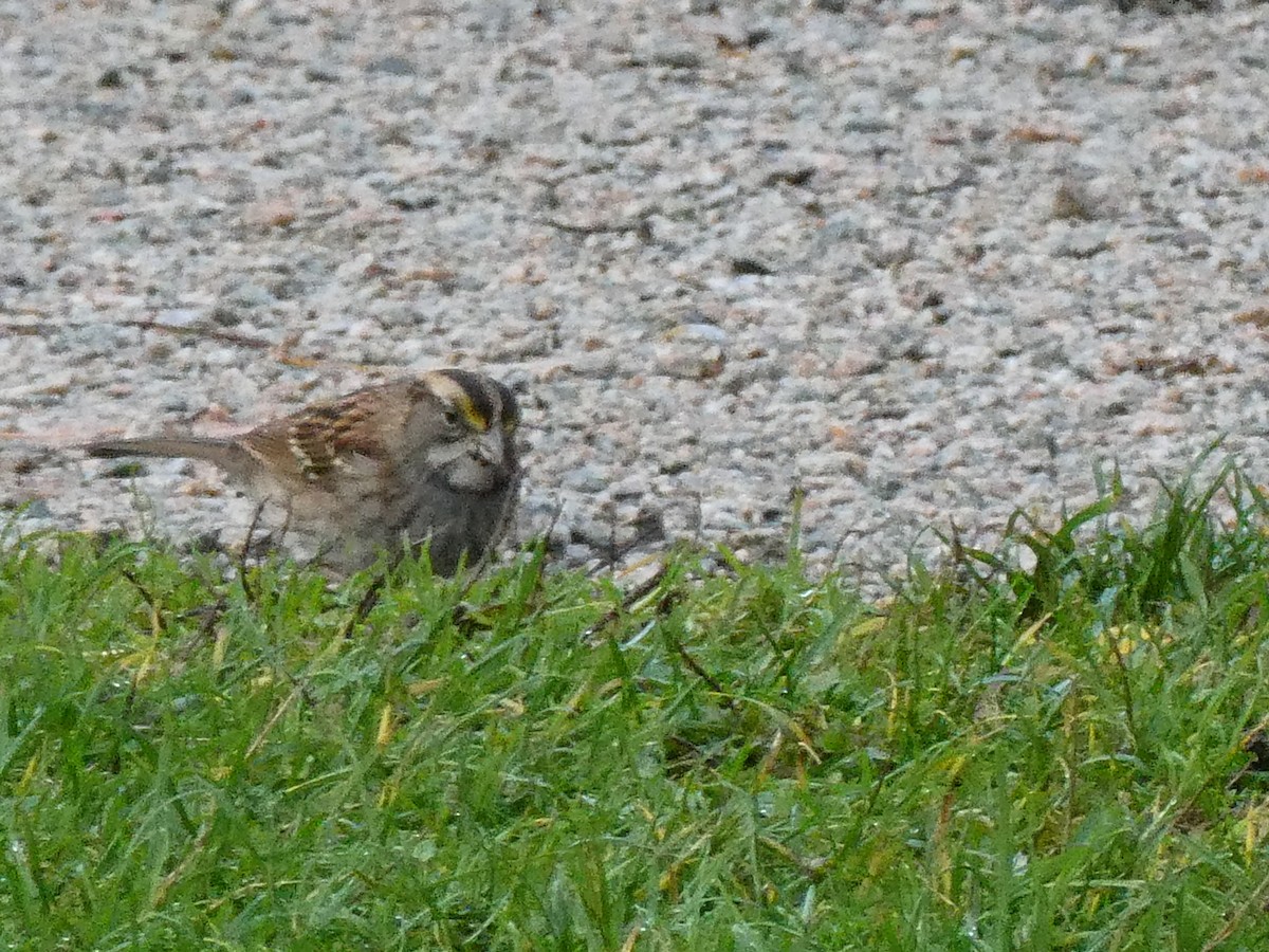 White-throated Sparrow - ML644842047