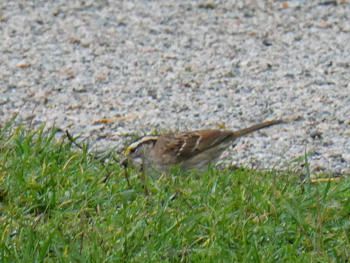 White-throated Sparrow - ML644842048