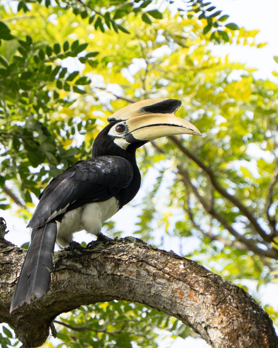 Oriental Pied-Hornbill - ML644842049