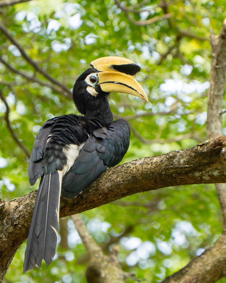 Oriental Pied-Hornbill - ML644842050