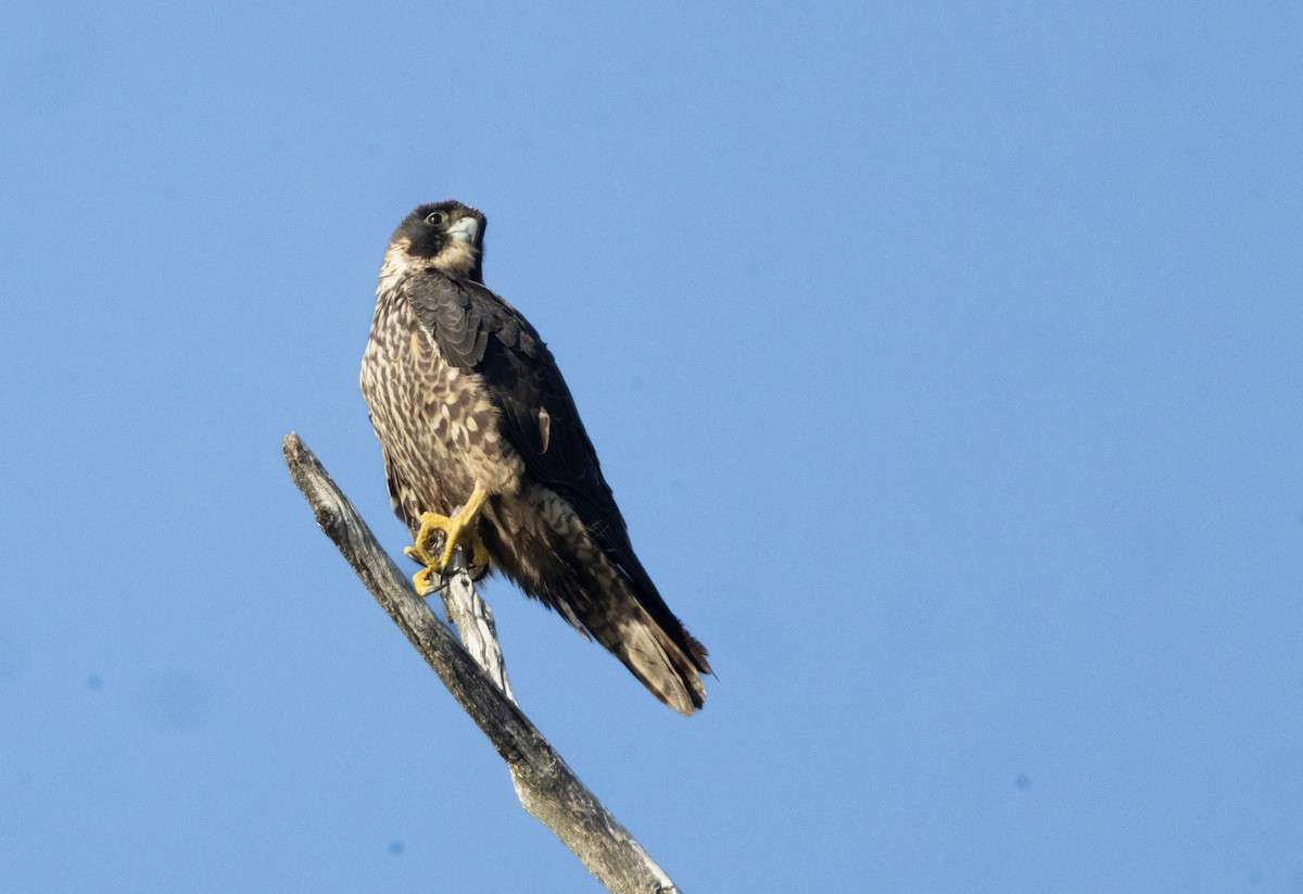 Peregrine Falcon - ML644842054