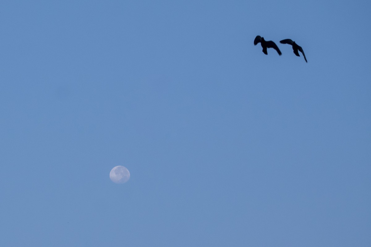 Rock Pigeon (Feral Pigeon) - ML644842056