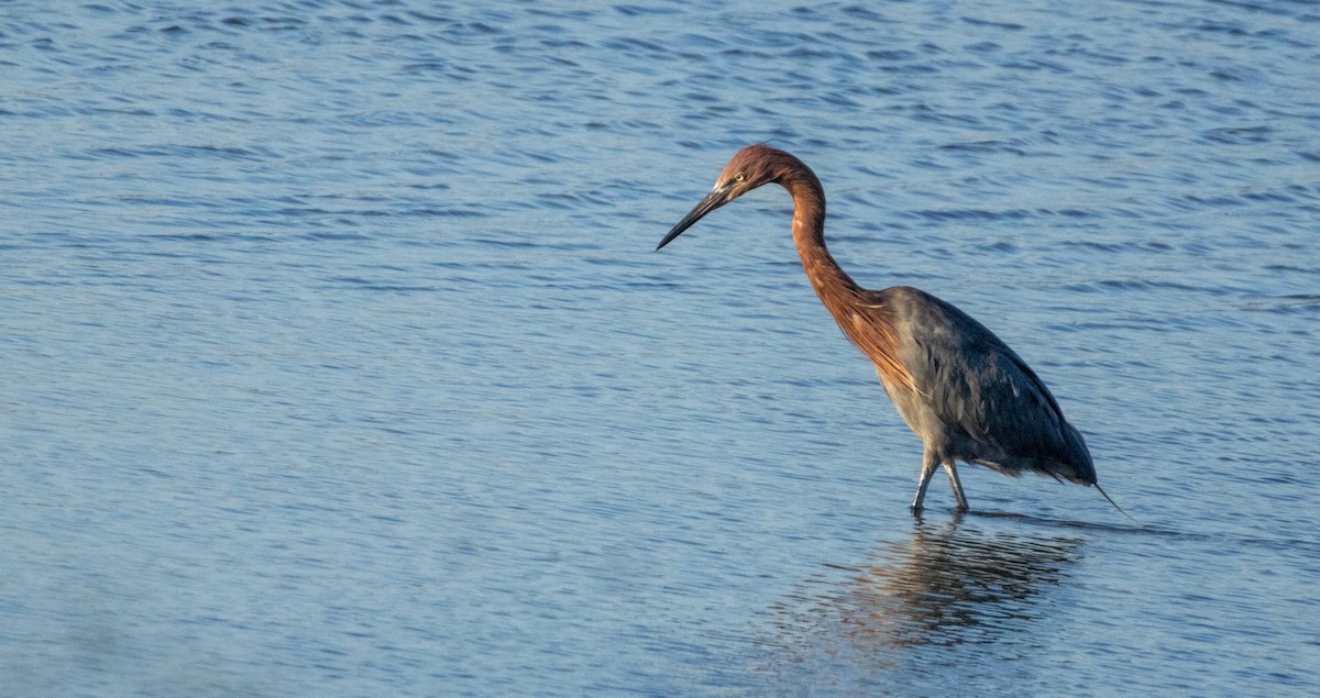 Reddish Egret - ML644842065