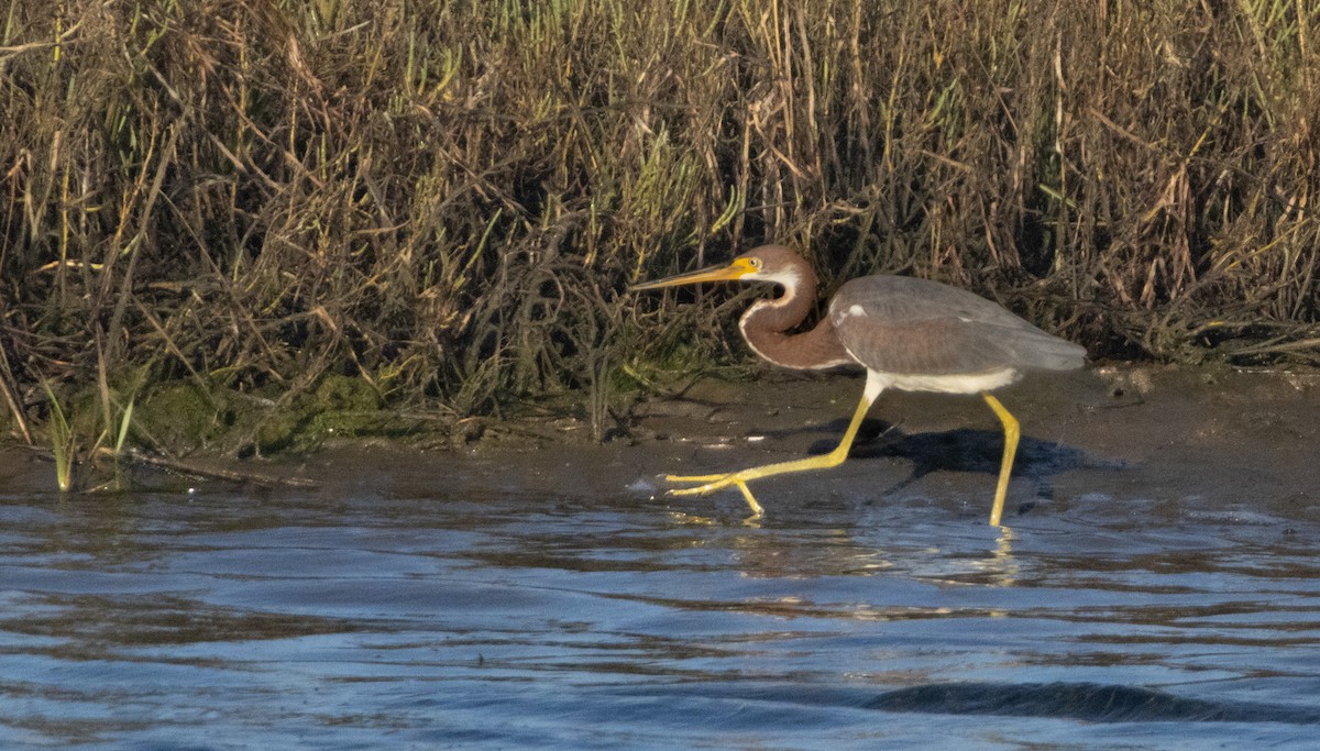Tricolored Heron - ML644842073
