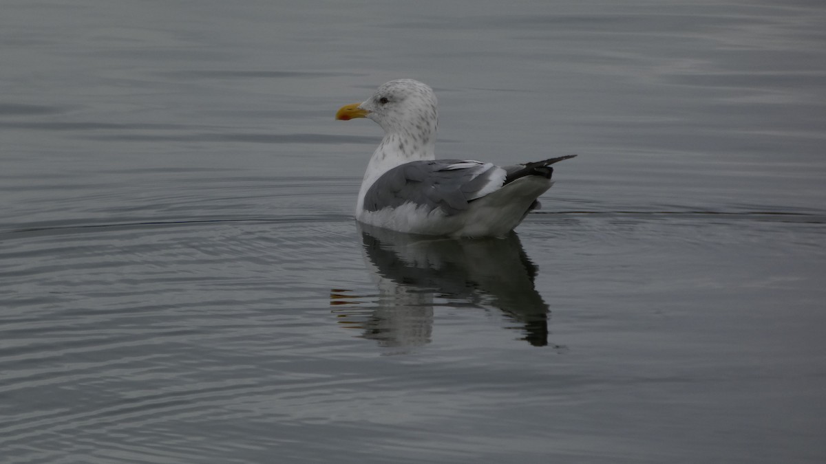 Kara Sırtlı Martı (taimyrensis) - ML644842074