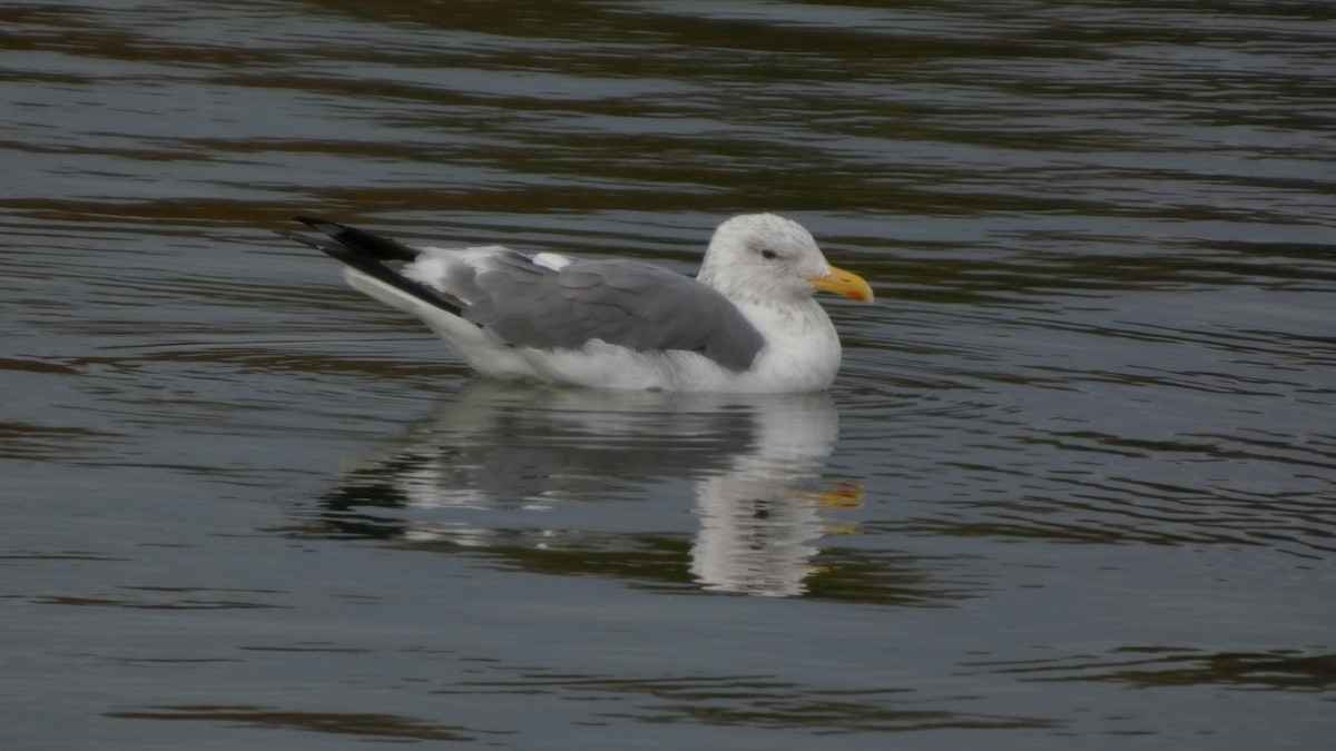 Kara Sırtlı Martı (taimyrensis) - ML644842075