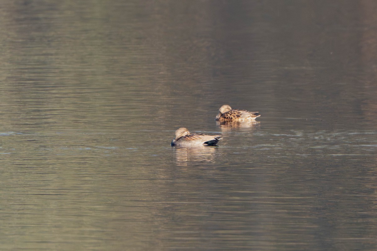 Gadwall - ML644842081