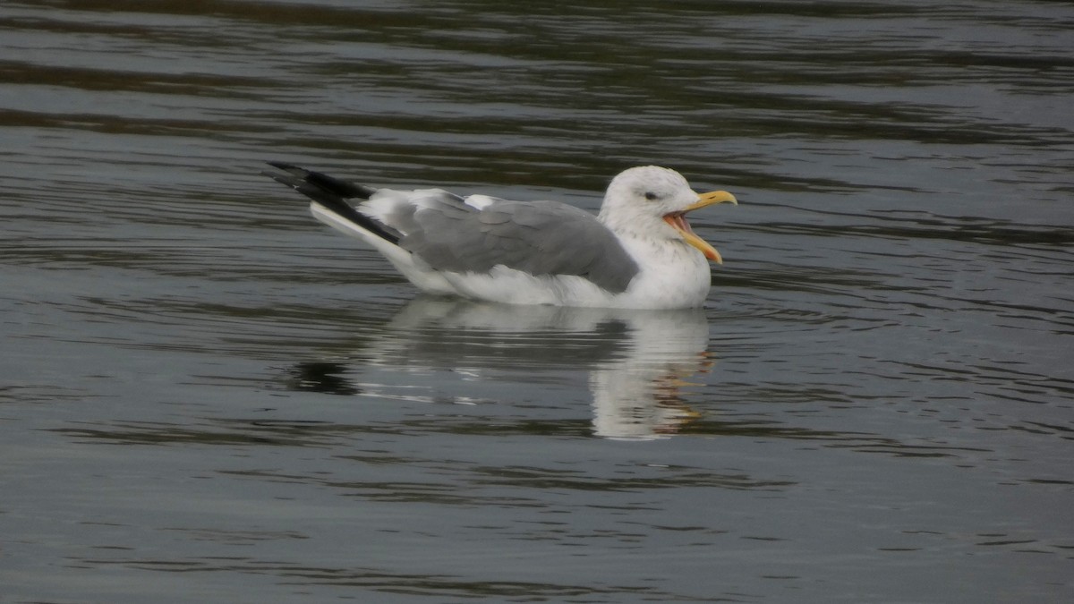 Kara Sırtlı Martı (taimyrensis) - ML644842083