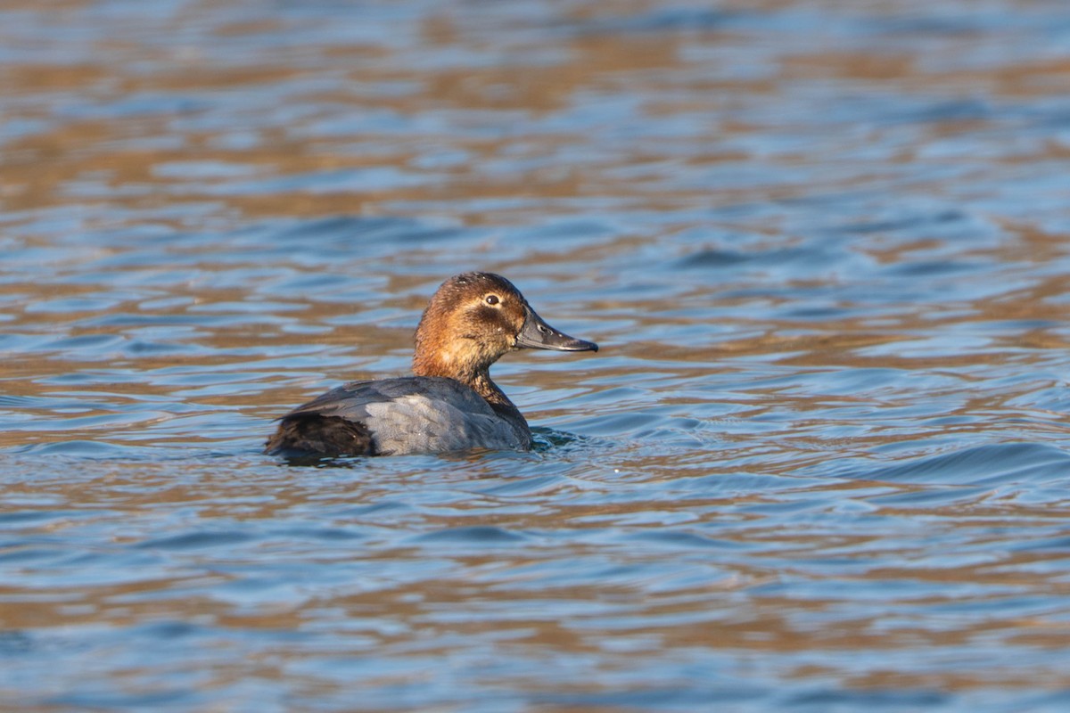 Common Pochard - ML644842084