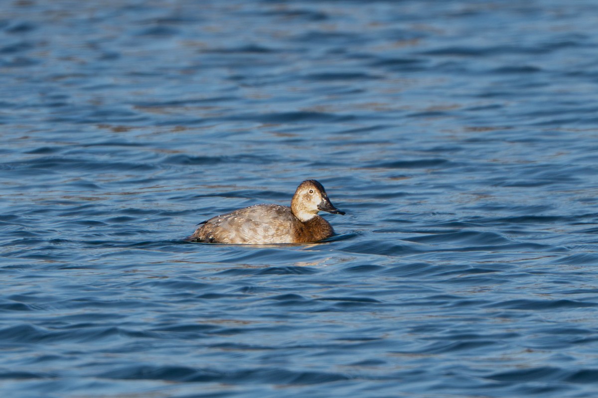 Common Pochard - ML644842085