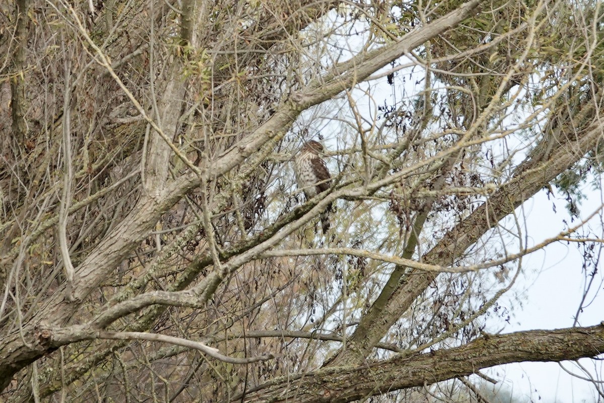 Cooper's Hawk - ML644842088