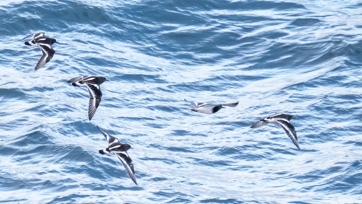 Black Turnstone - ML644842098
