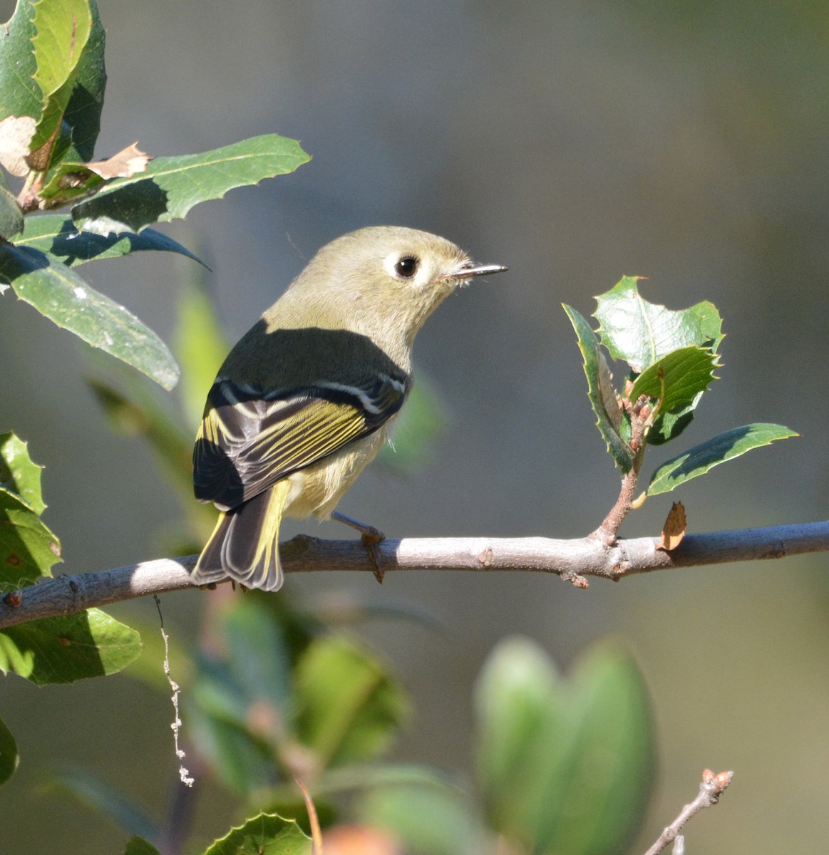Ruby-crowned Kinglet - ML644842106