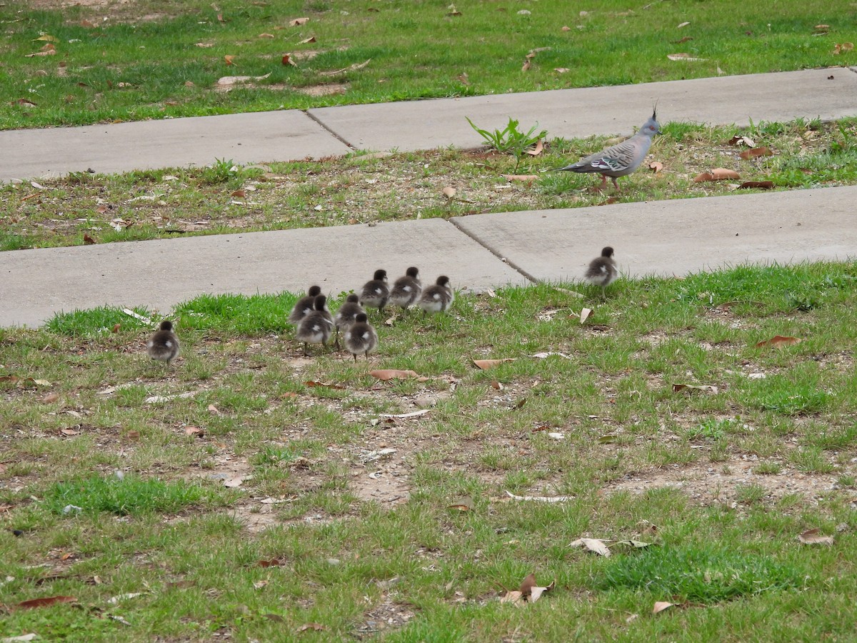 Maned Duck - ML644842125