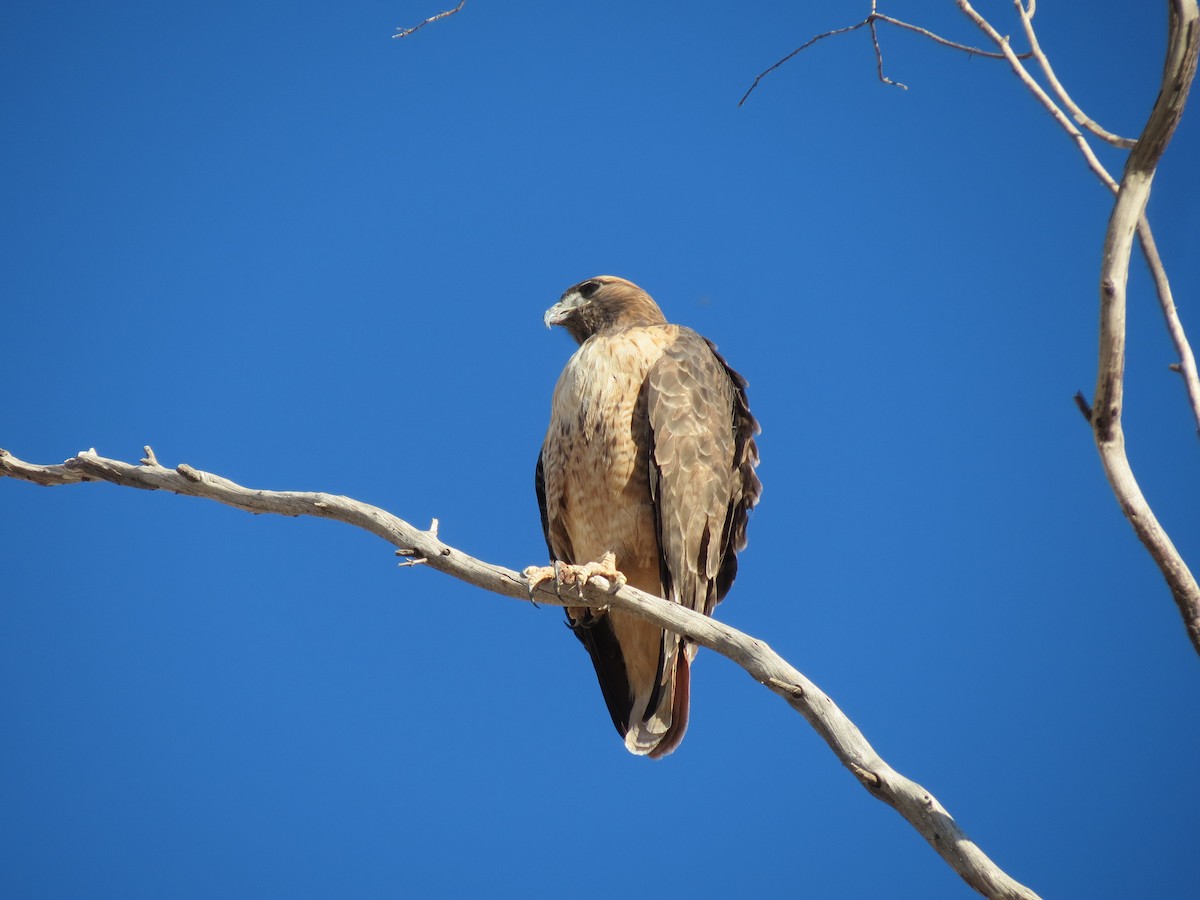 Red-tailed Hawk (calurus/alascensis) - ML644842126