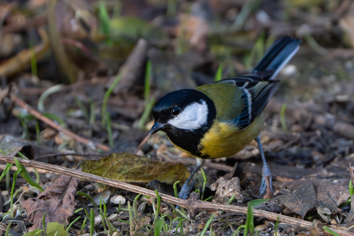 Great Tit - ML644842129