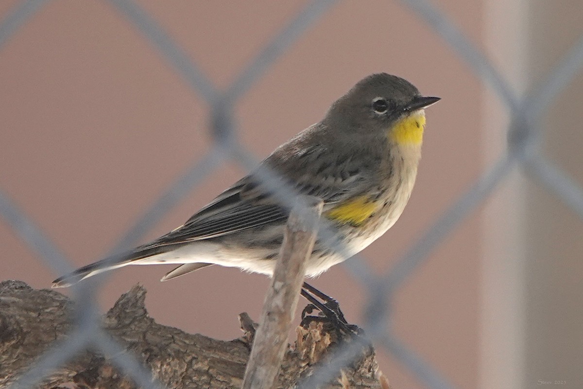 Yellow-rumped Warbler - ML644842131