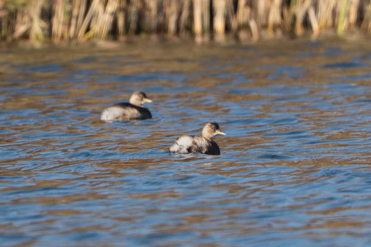 Little Grebe - ML644842132