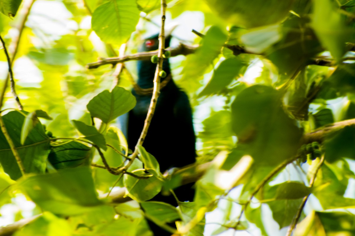 Asian Koel - ML644842133