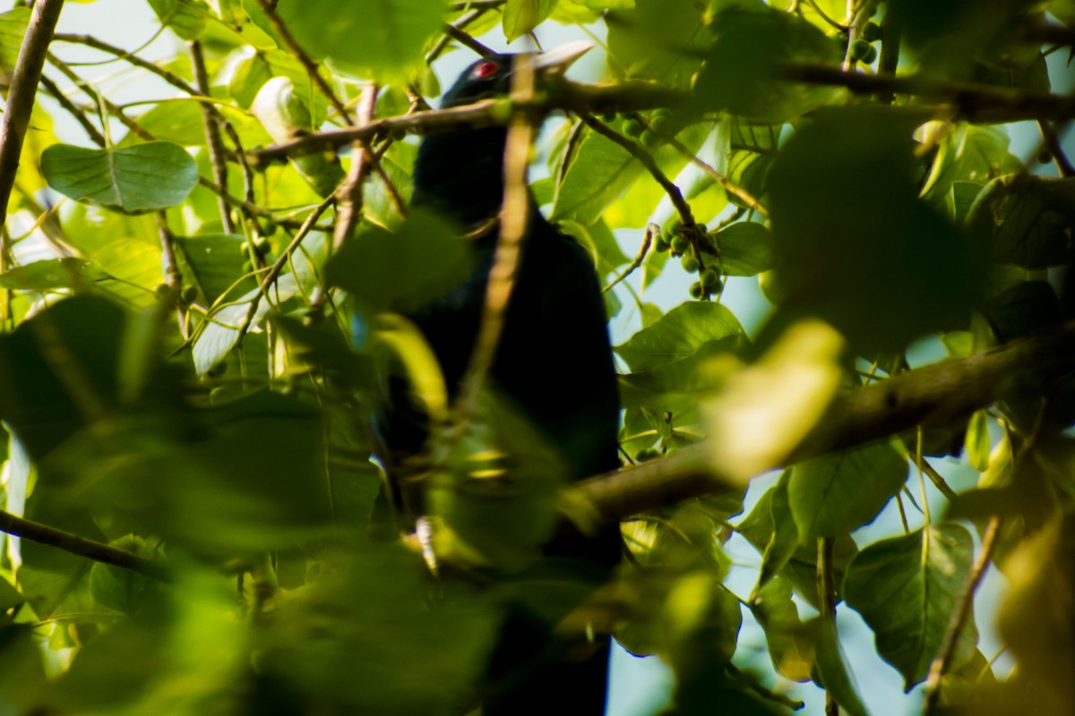 Asian Koel - ML644842134