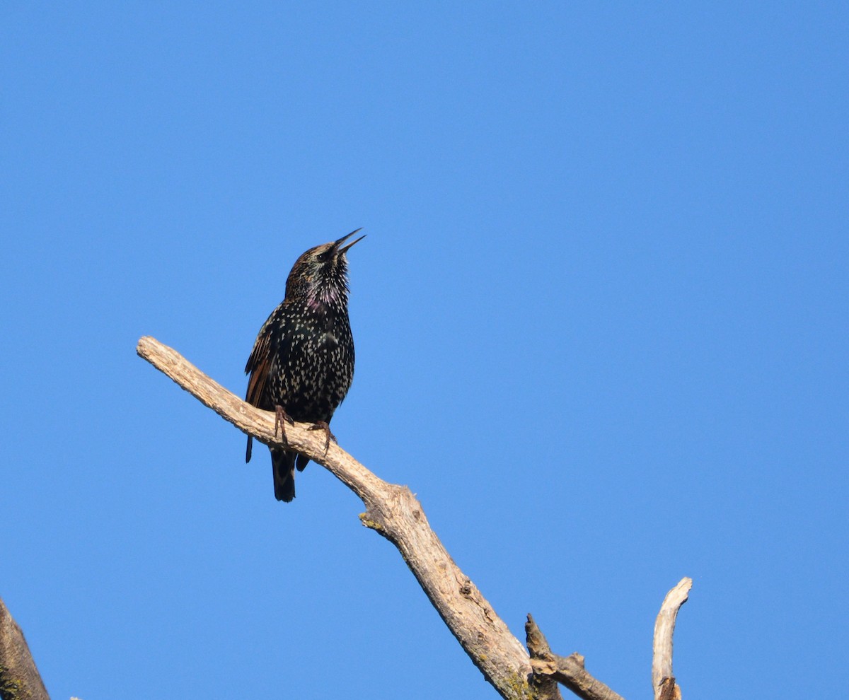 European Starling - ML644842135