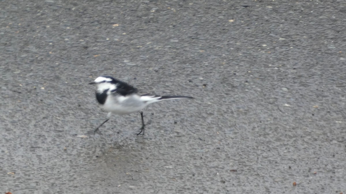 White Wagtail - ML644842136