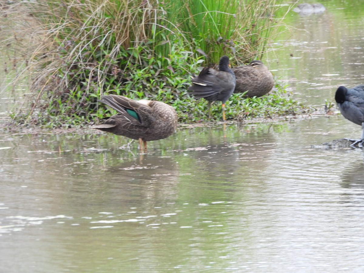 Pacific Black Duck - ML644842137
