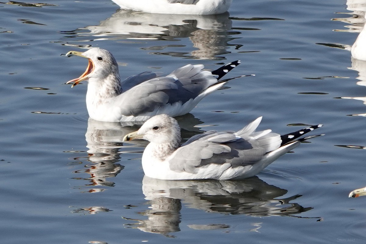California Gull - ML644842138