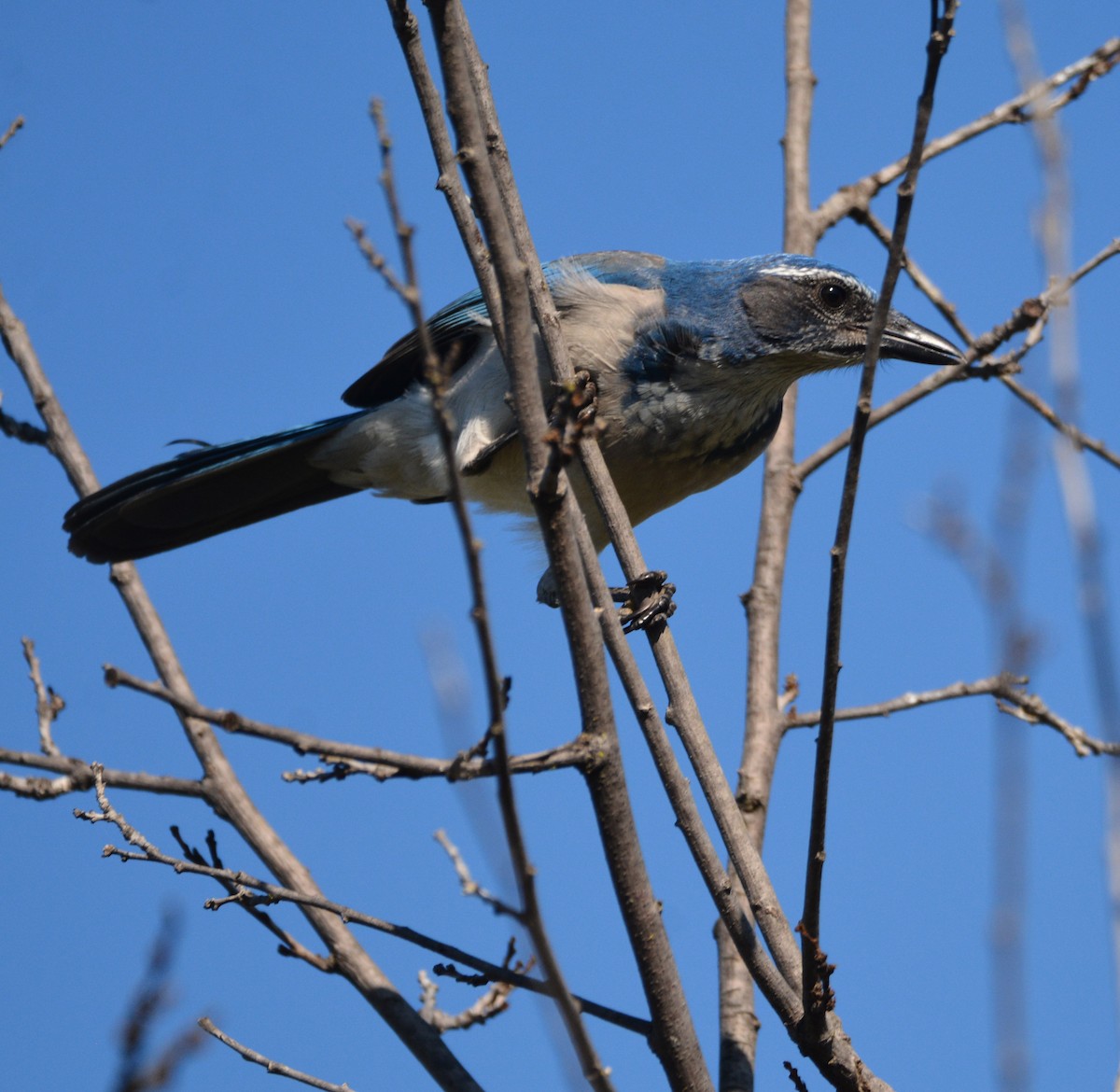 California Scrub-Jay - ML644842140