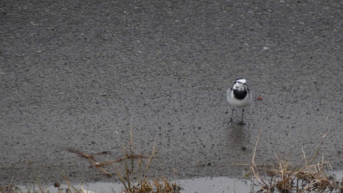 White Wagtail - ML644842141