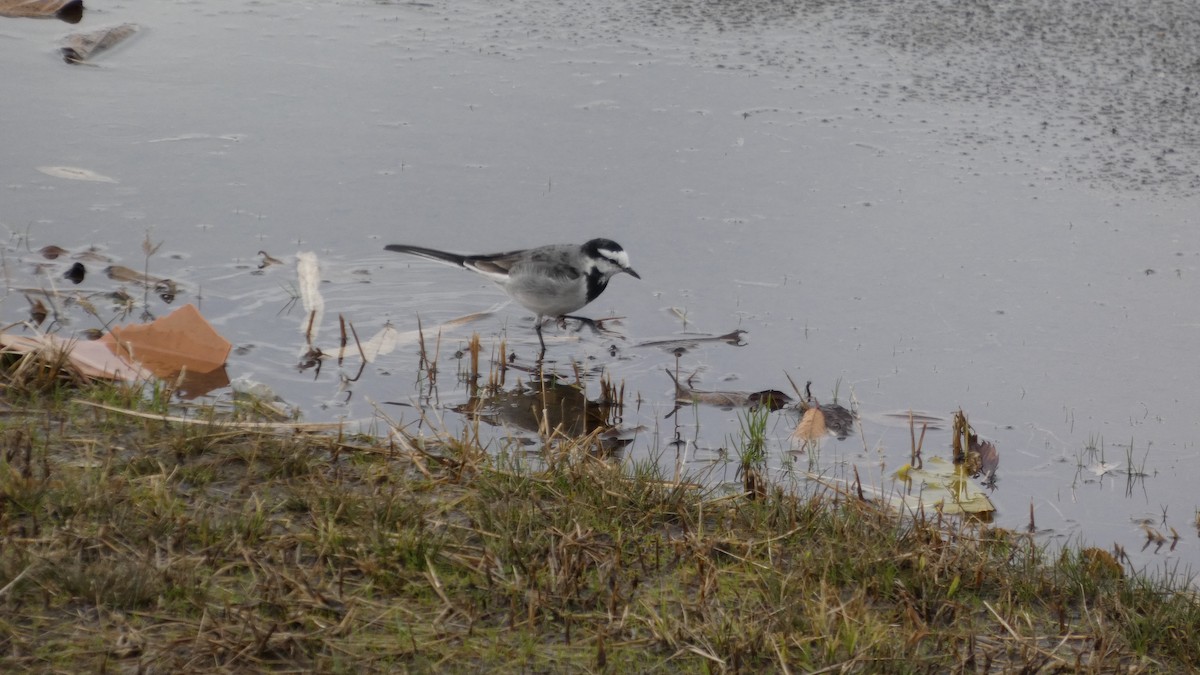 White Wagtail - ML644842142