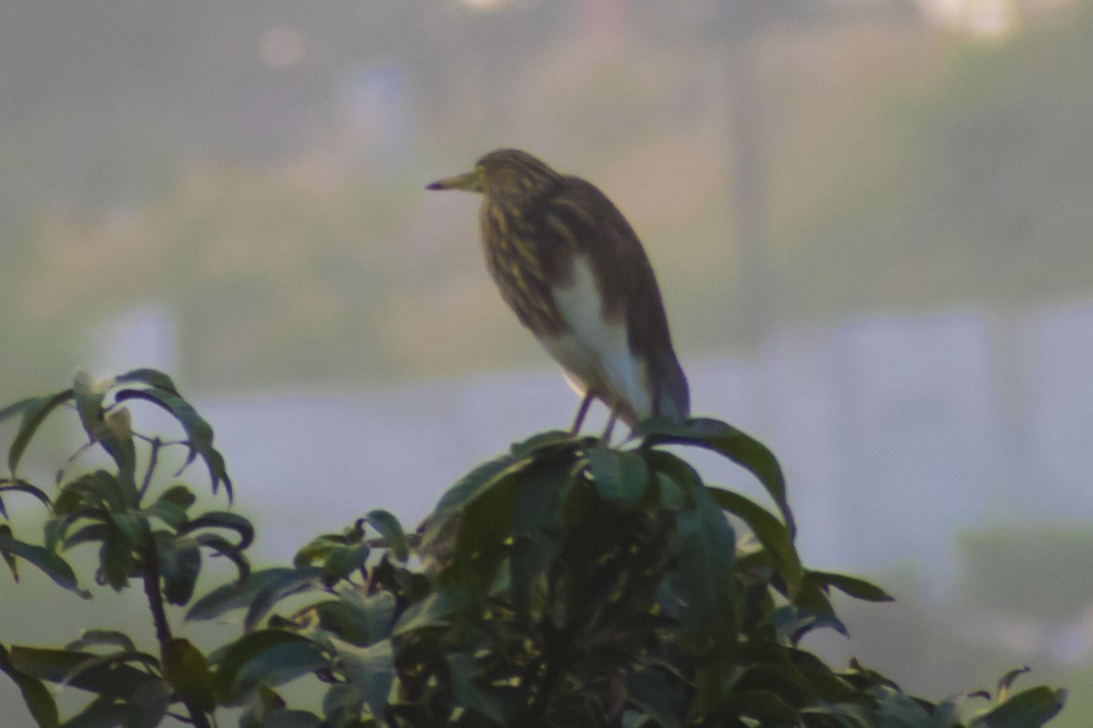 Indian Pond-Heron - ML644842143